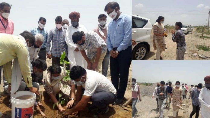 Collector inspected the nursery in Lava and planted bilvapatra and guava plant