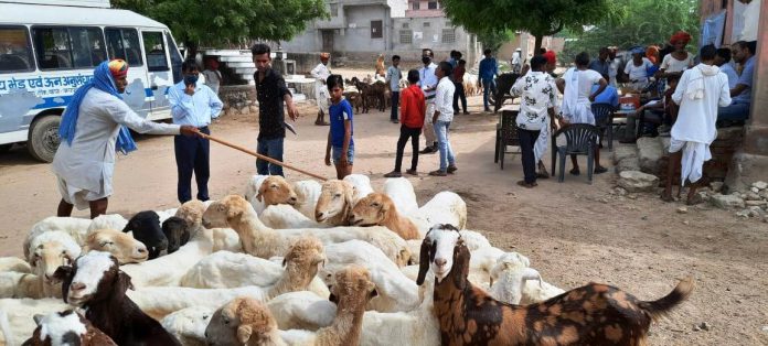 गरजेड़ा गांव में पशु स्वास्थ्य शिविर एवं किसान चौपाल का आयोजन
