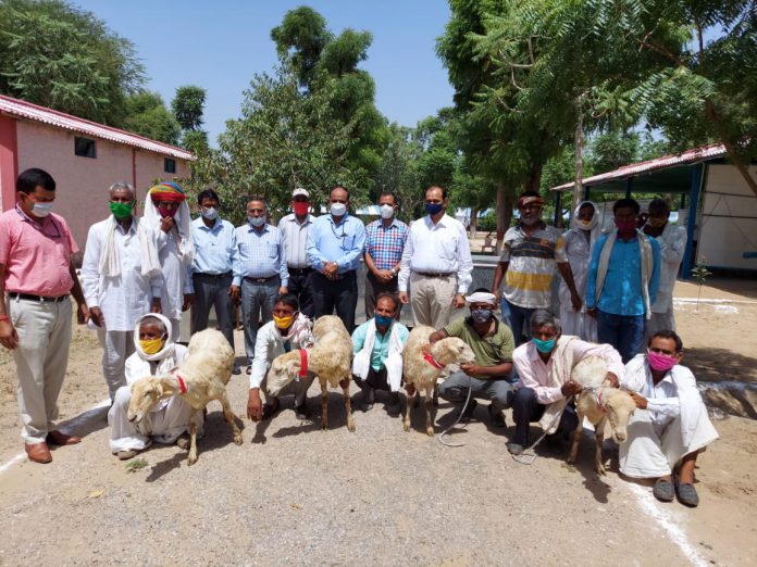 Organizing Mendha Distribution Ceremony under Mega Sheep Seed Project