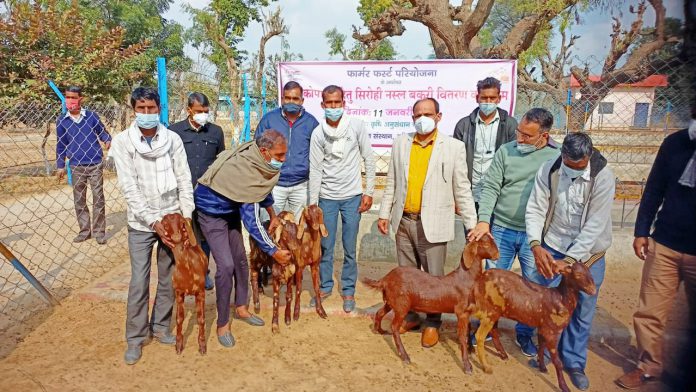 Sirohi breed goats were distributed to the landless and economically backward cattle farmers.